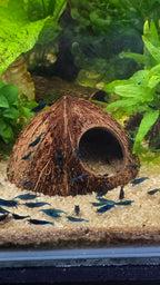 Coconut cave