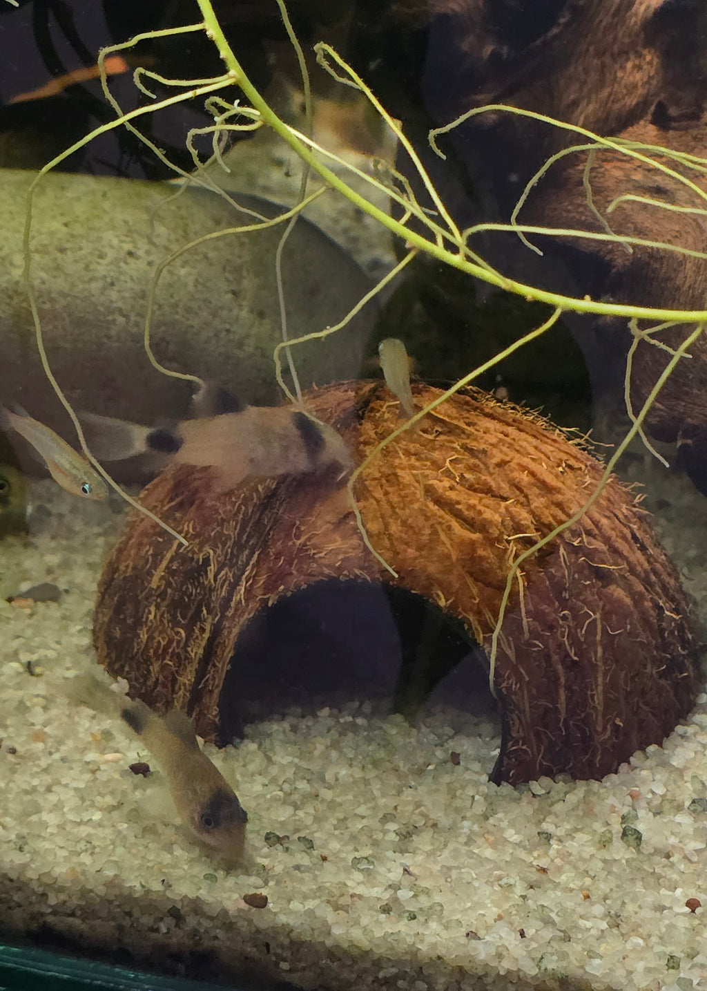 Coconut cave