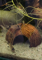 Coconut cave