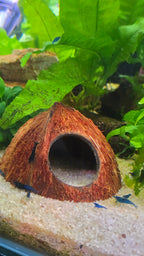Coconut cave