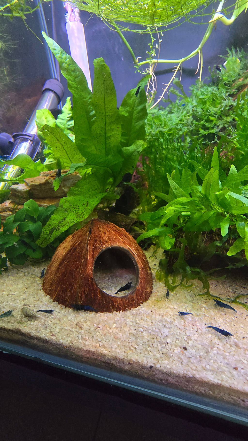 Coconut cave