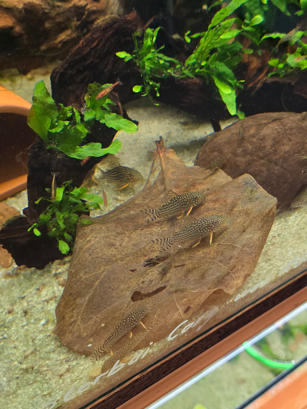 Indian Almond Leaves (Catappa Leaves)