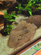 Indian Almond Leaves (Catappa Leaves)