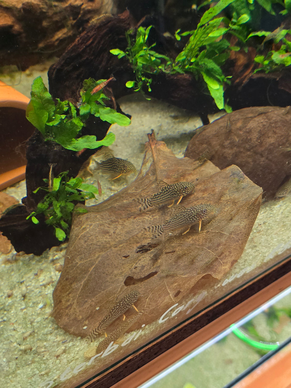 Indian Almond Leaves (Catappa Leaves)
