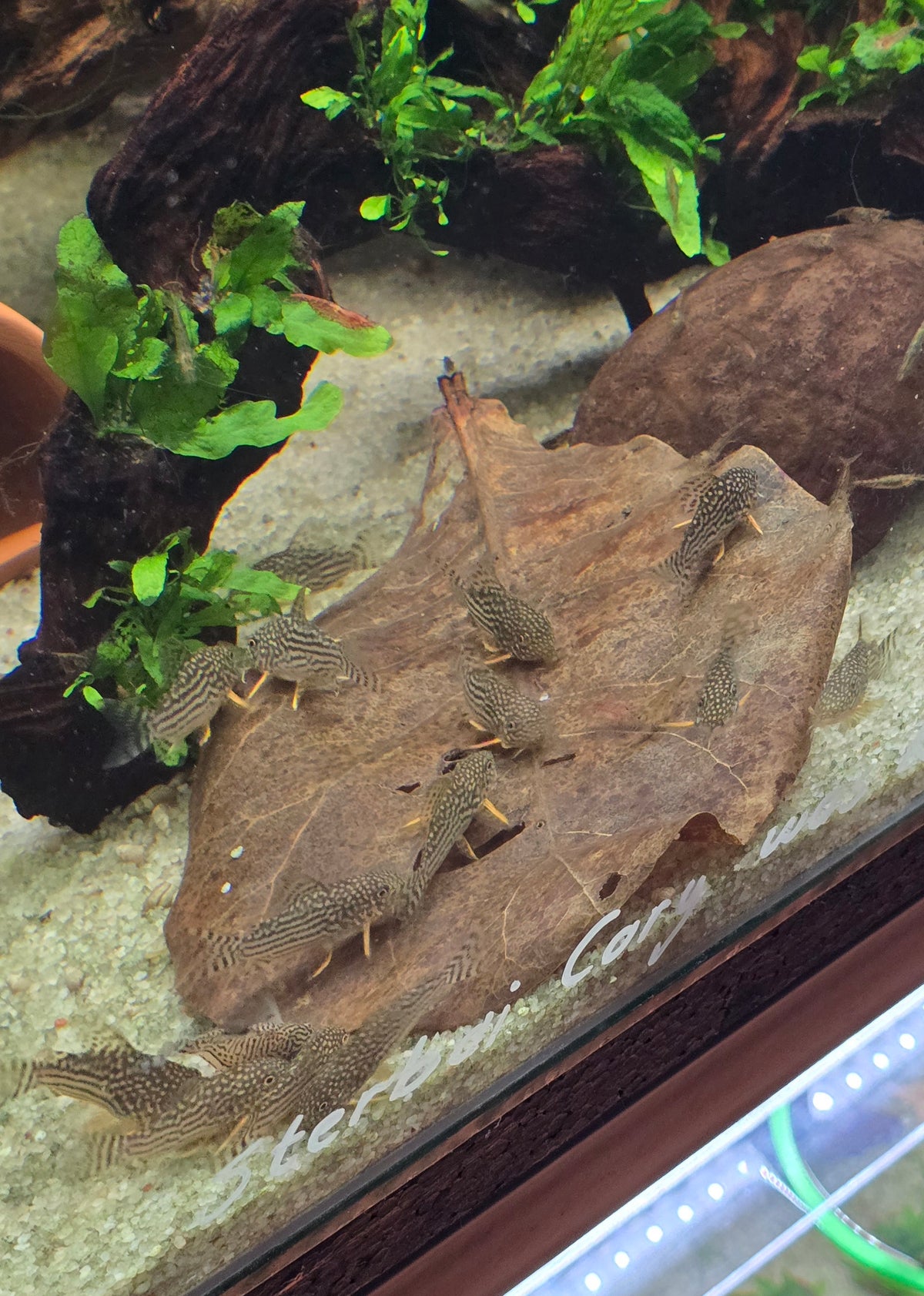 Sterbai Cory
