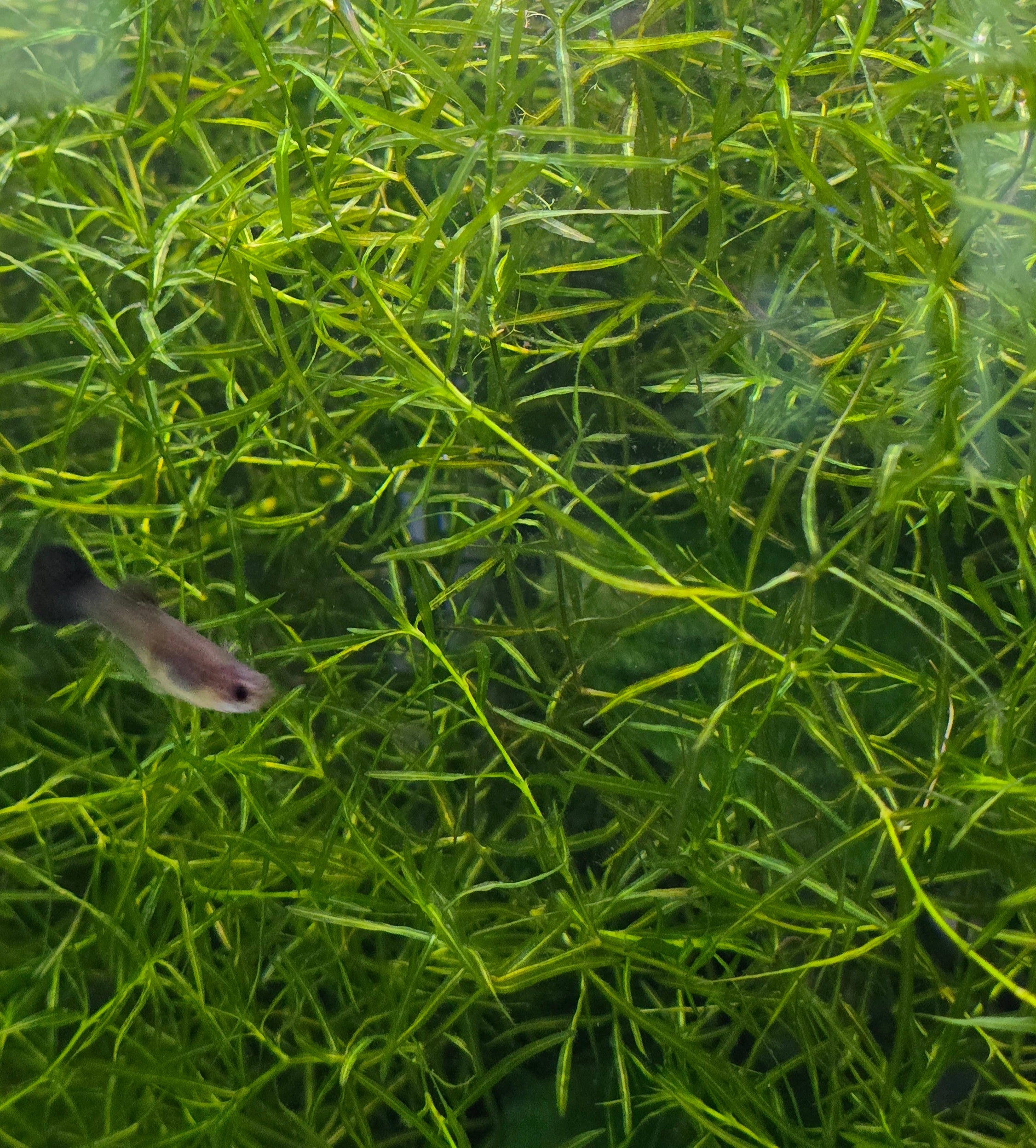 Guppy Grass