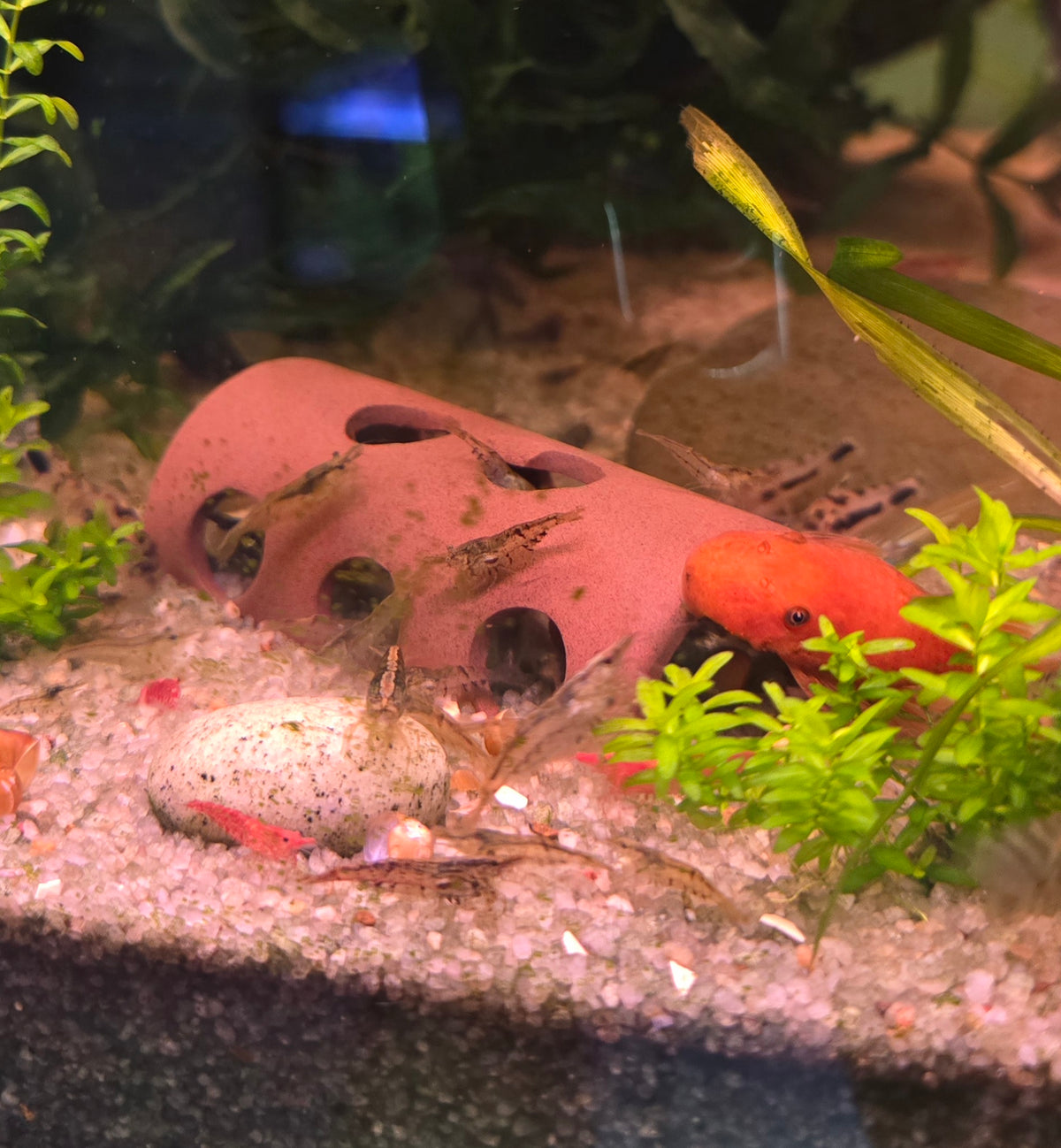 Ceramic Dome Tunnel