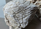 Elephant Stone