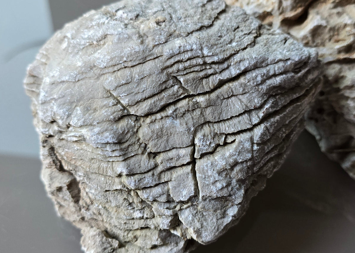 Elephant Stone