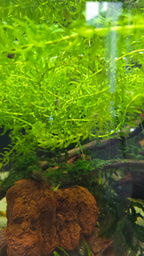 Elodea