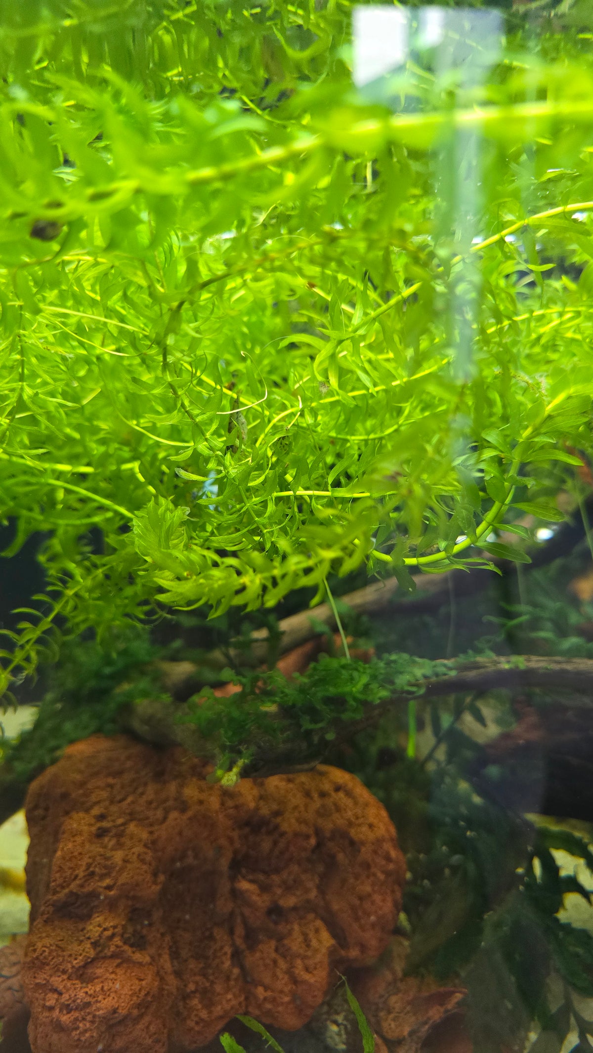 Elodea