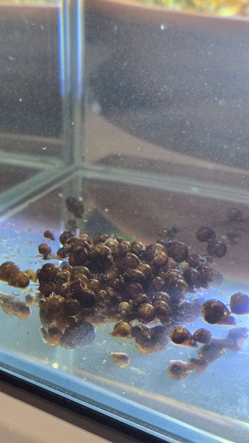 Mixed Feeder Snails