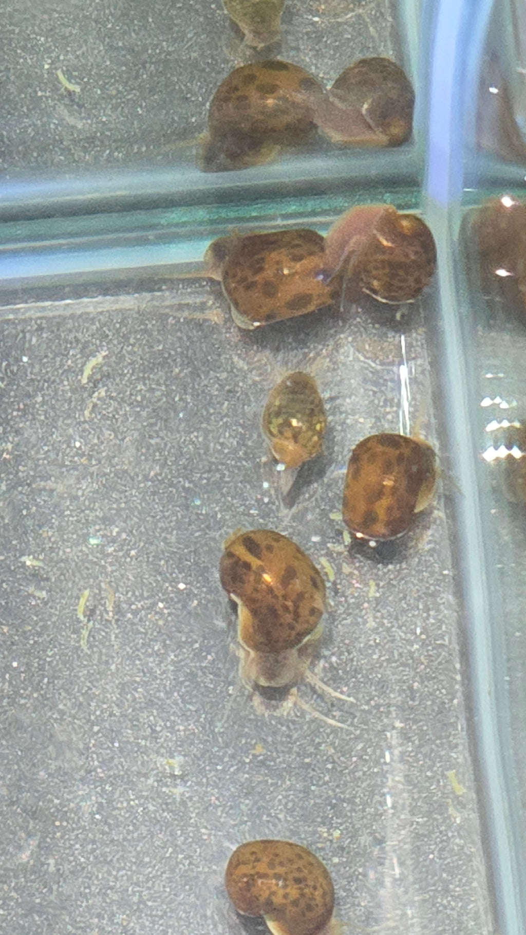 Mixed Feeder Snails
