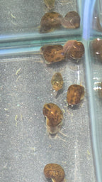 Mixed Feeder Snails
