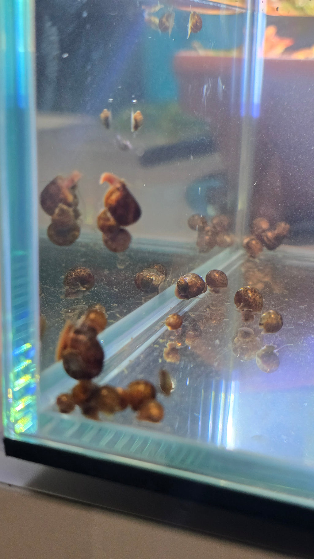 Mixed Feeder Snails