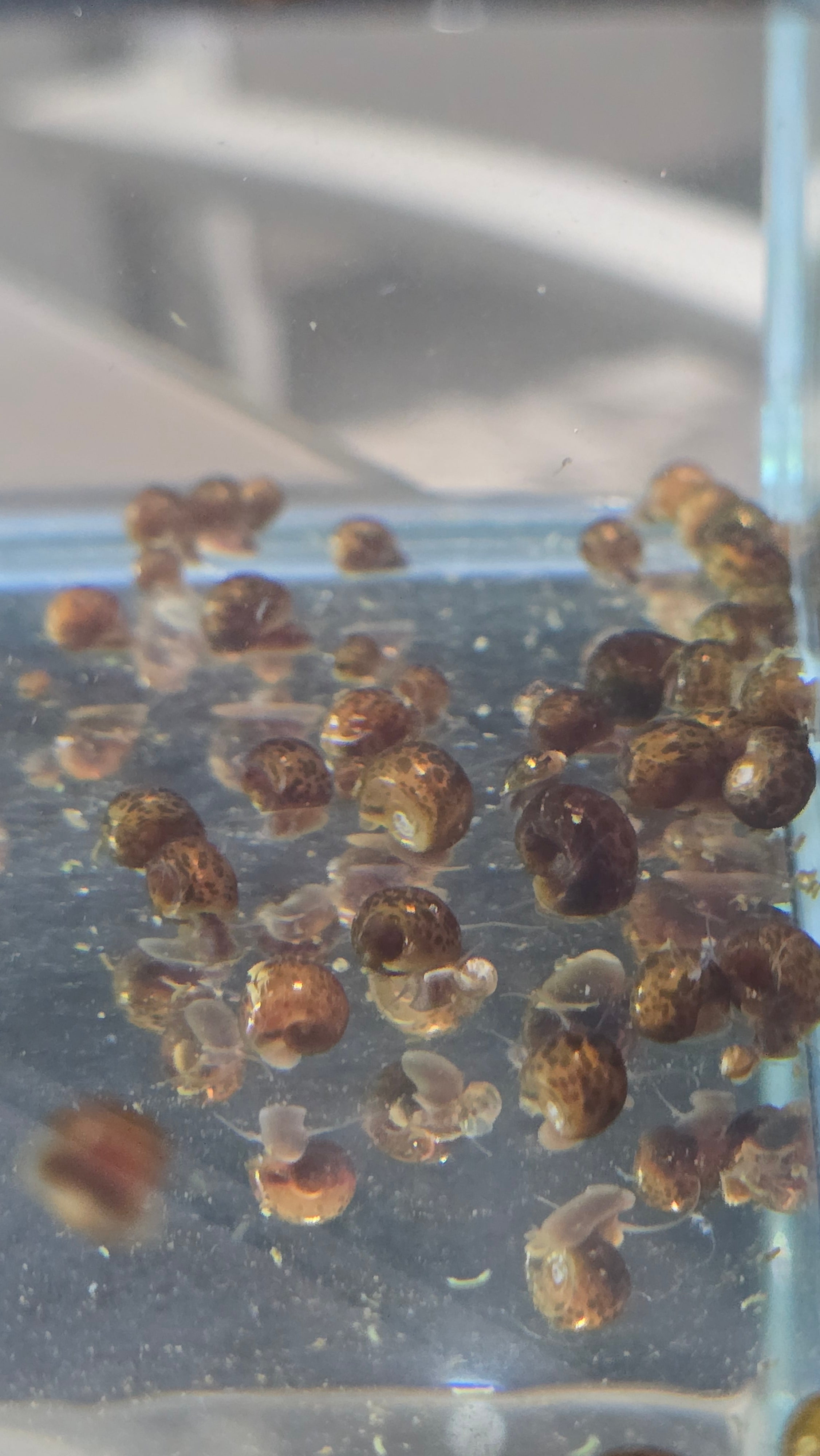 Mixed Feeder Snails