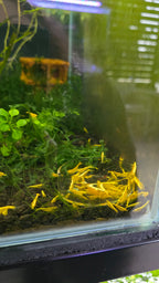 Glass Feeding Dish