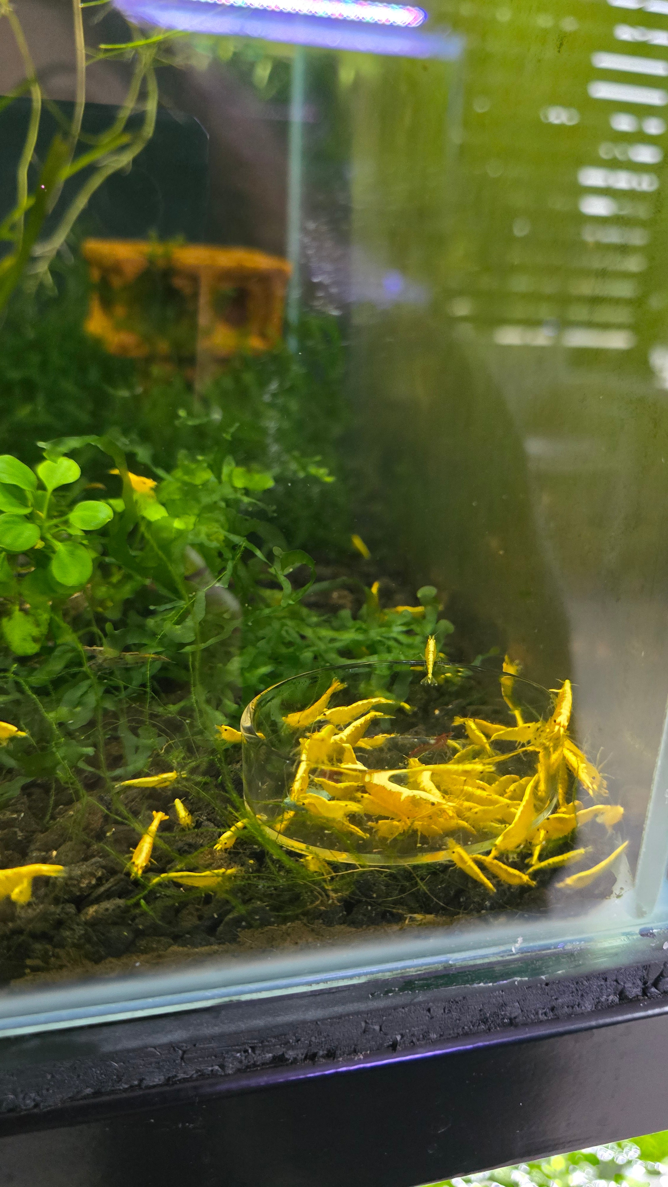 Glass Feeding Dish