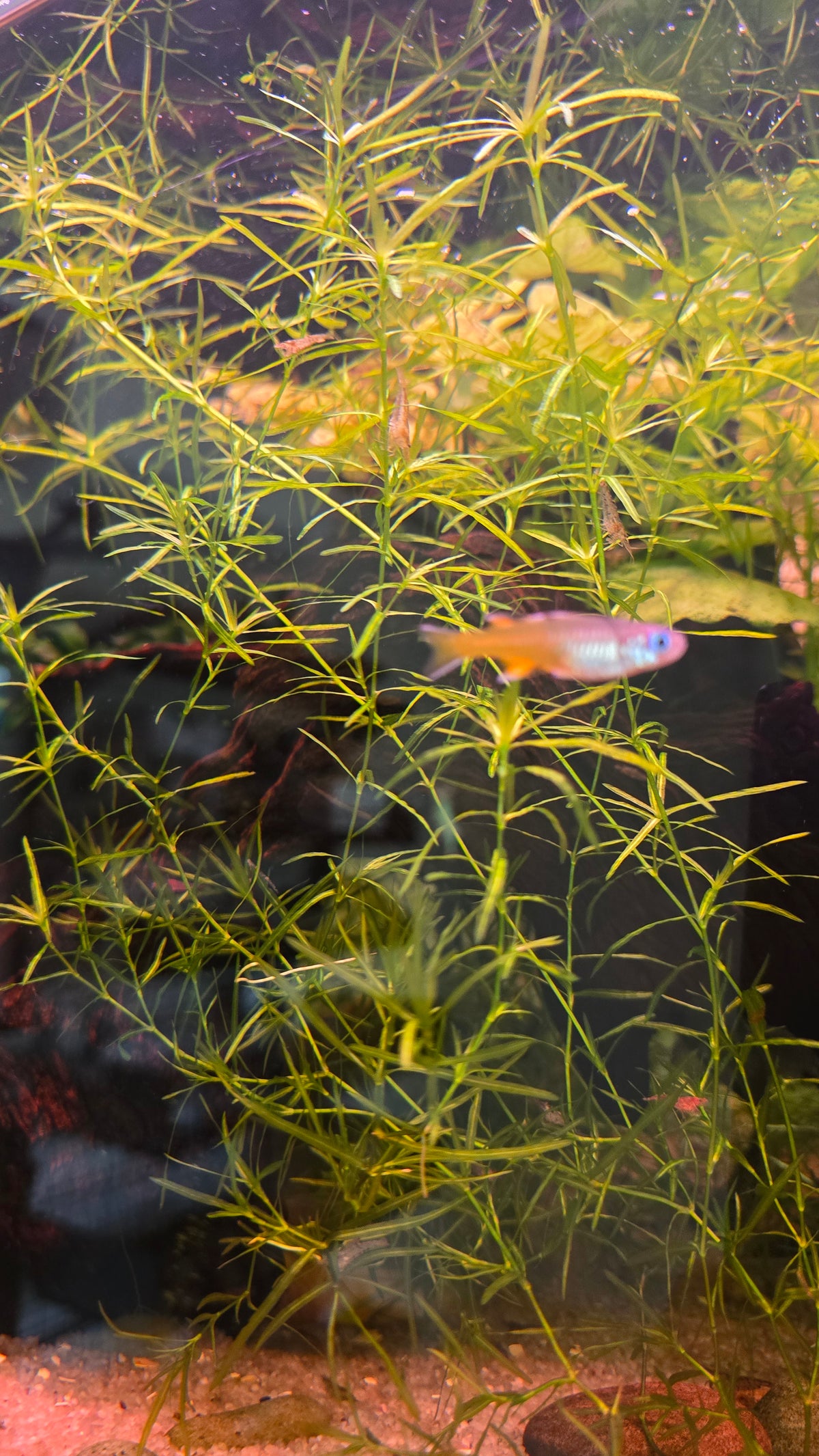 Guppy Grass