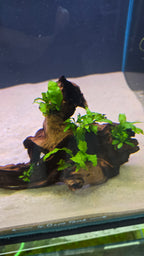 Hollow #02 (Mopani wood with Java fern)