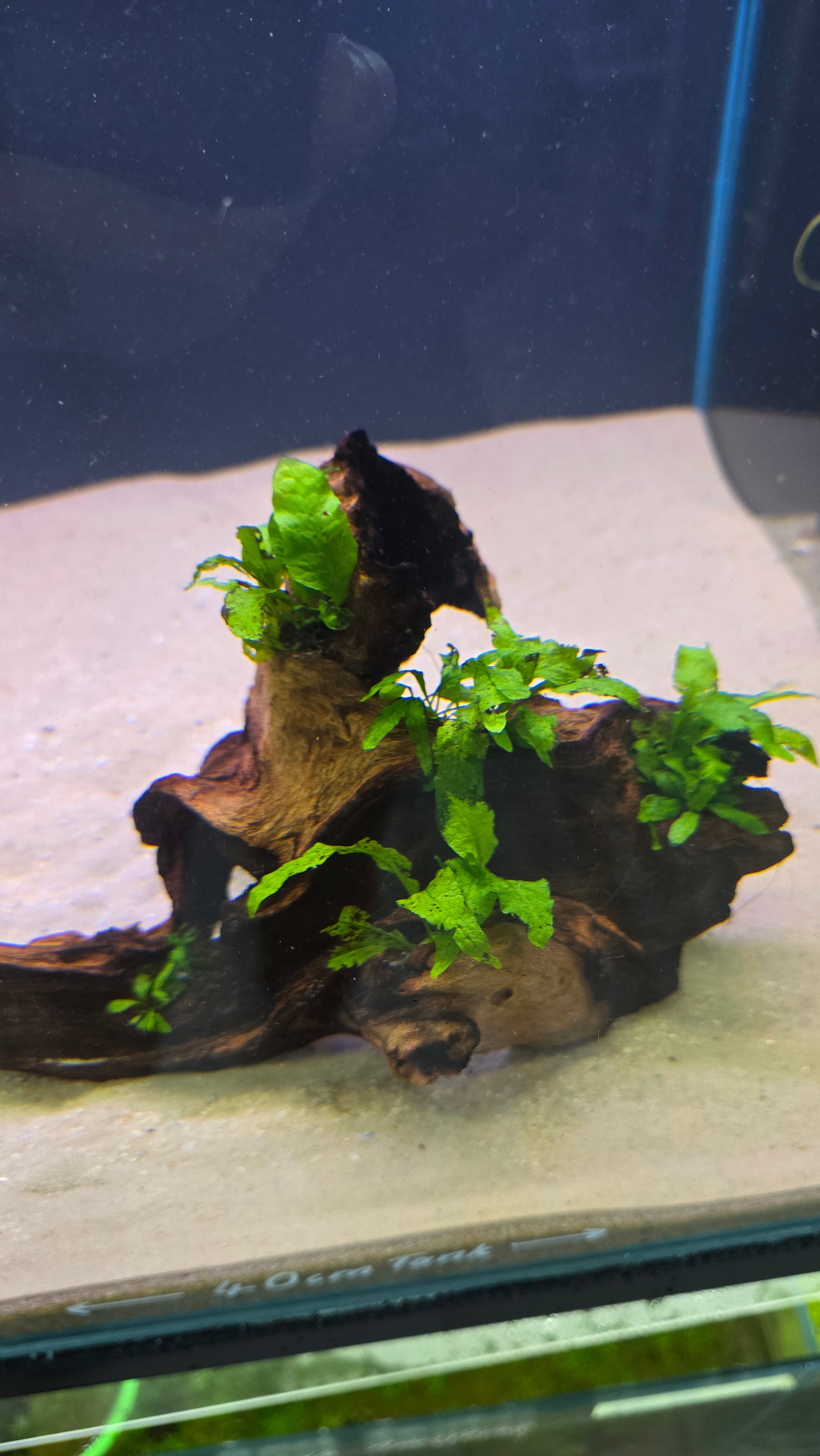 Hollow #02 (Mopani wood with Java fern)