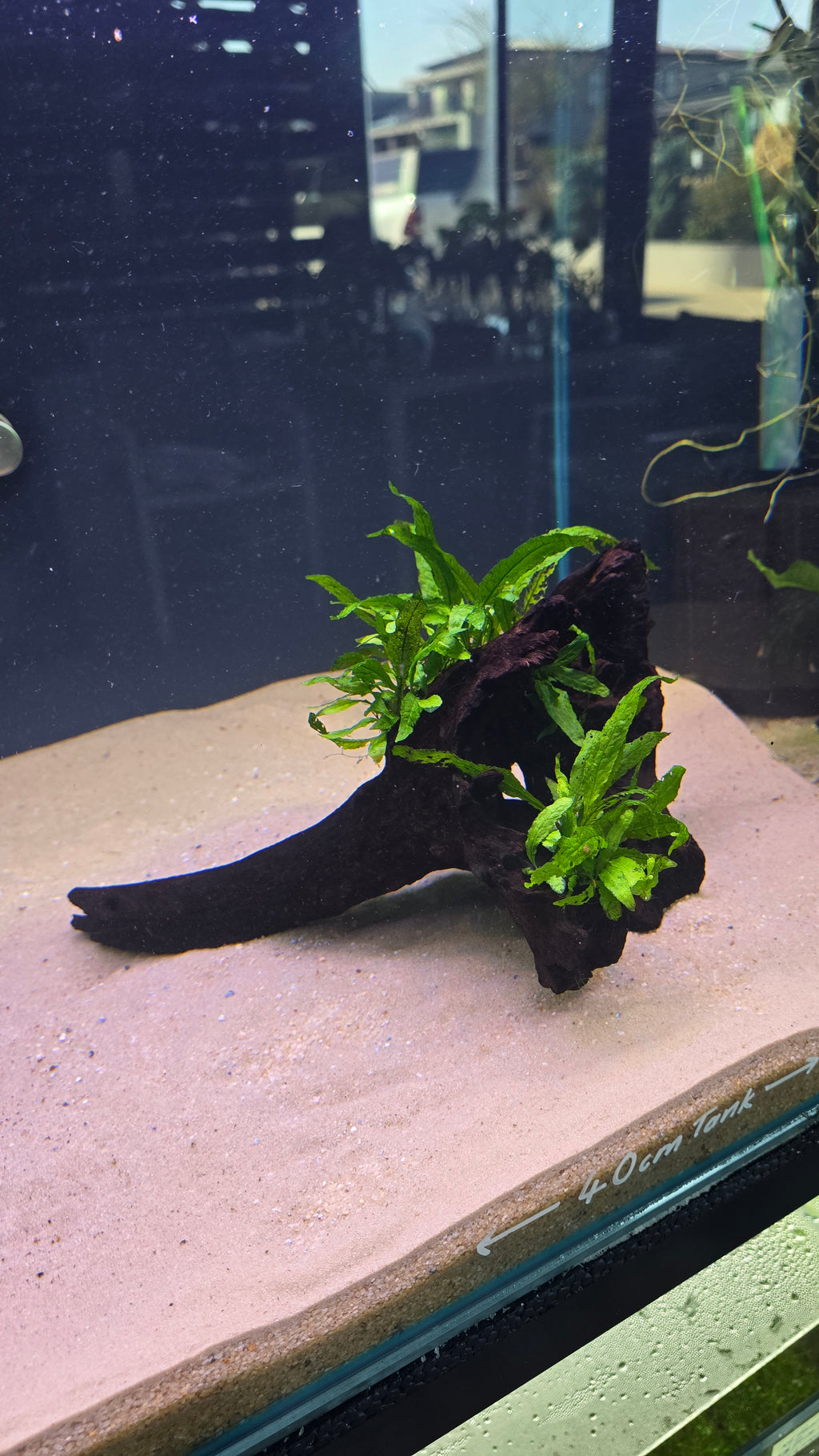 HOLLOW #01 (MOPANI WOOD WITH JAVA FERN)