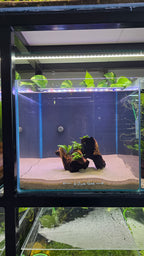 Hollow #02 (Mopani wood with Java fern)