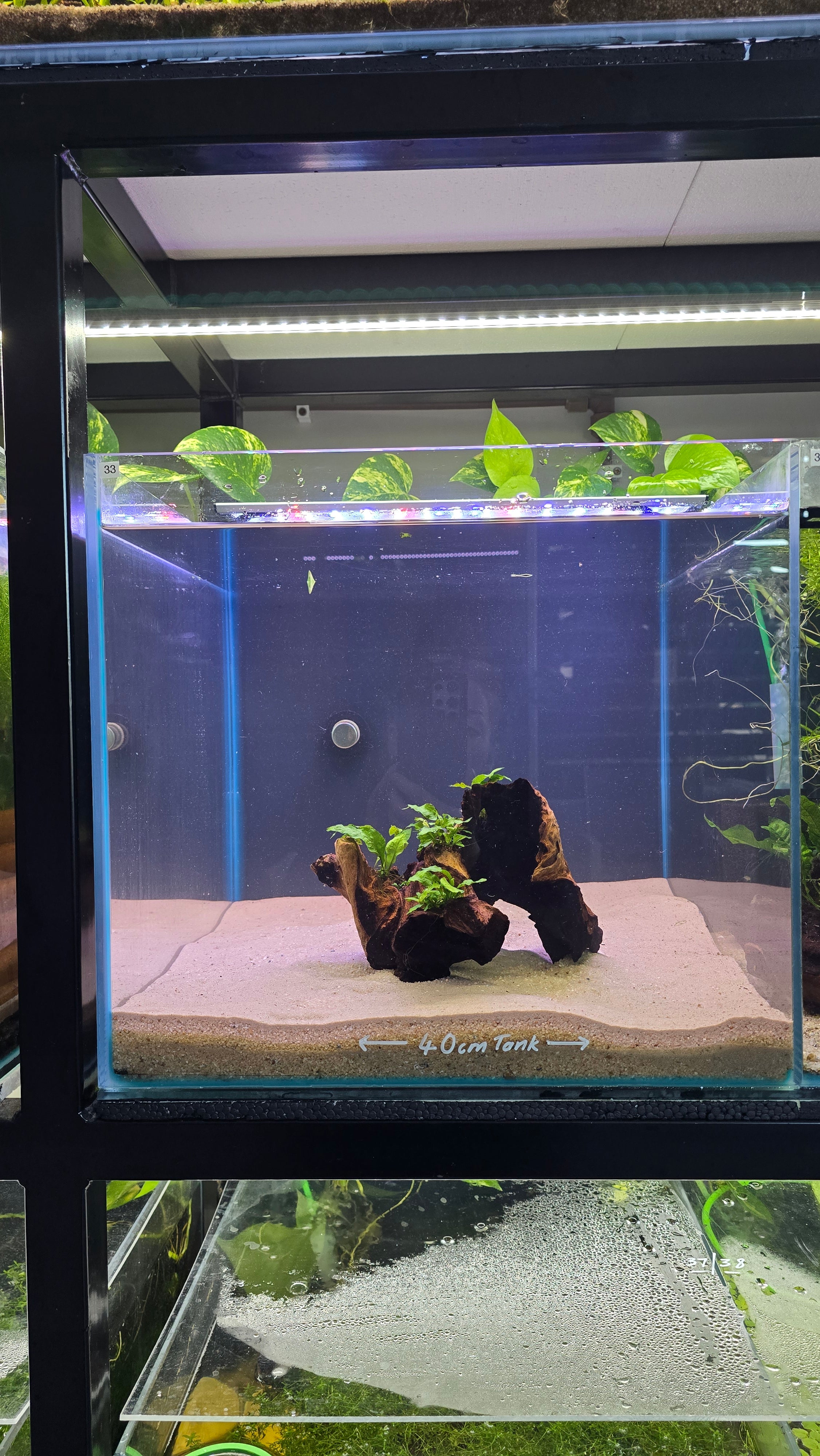 Hollow #02 (Mopani wood with Java fern)