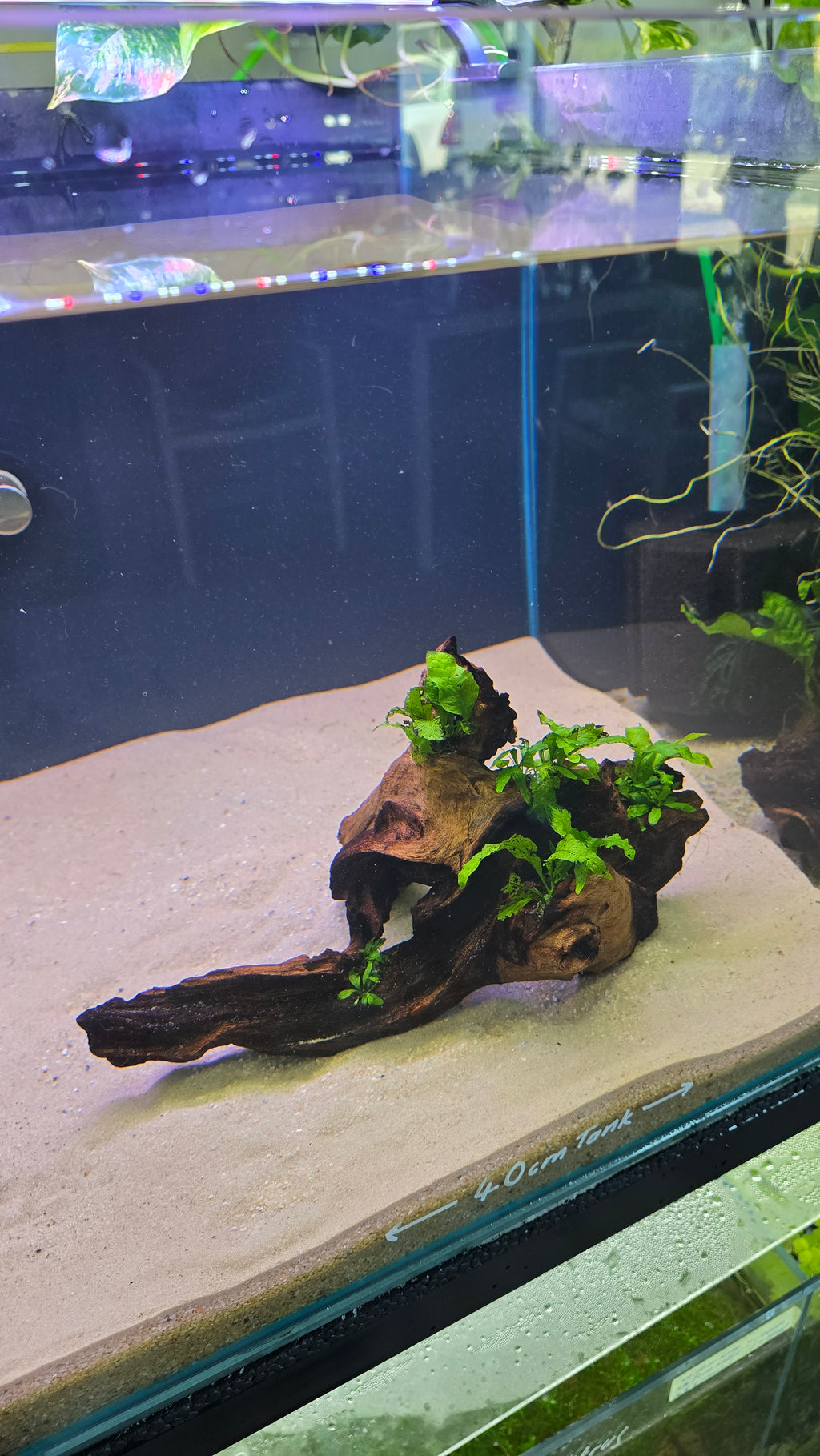 Hollow #02 (Mopani wood with Java fern)