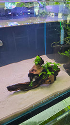 Hollow #02 (Mopani wood with Java fern)