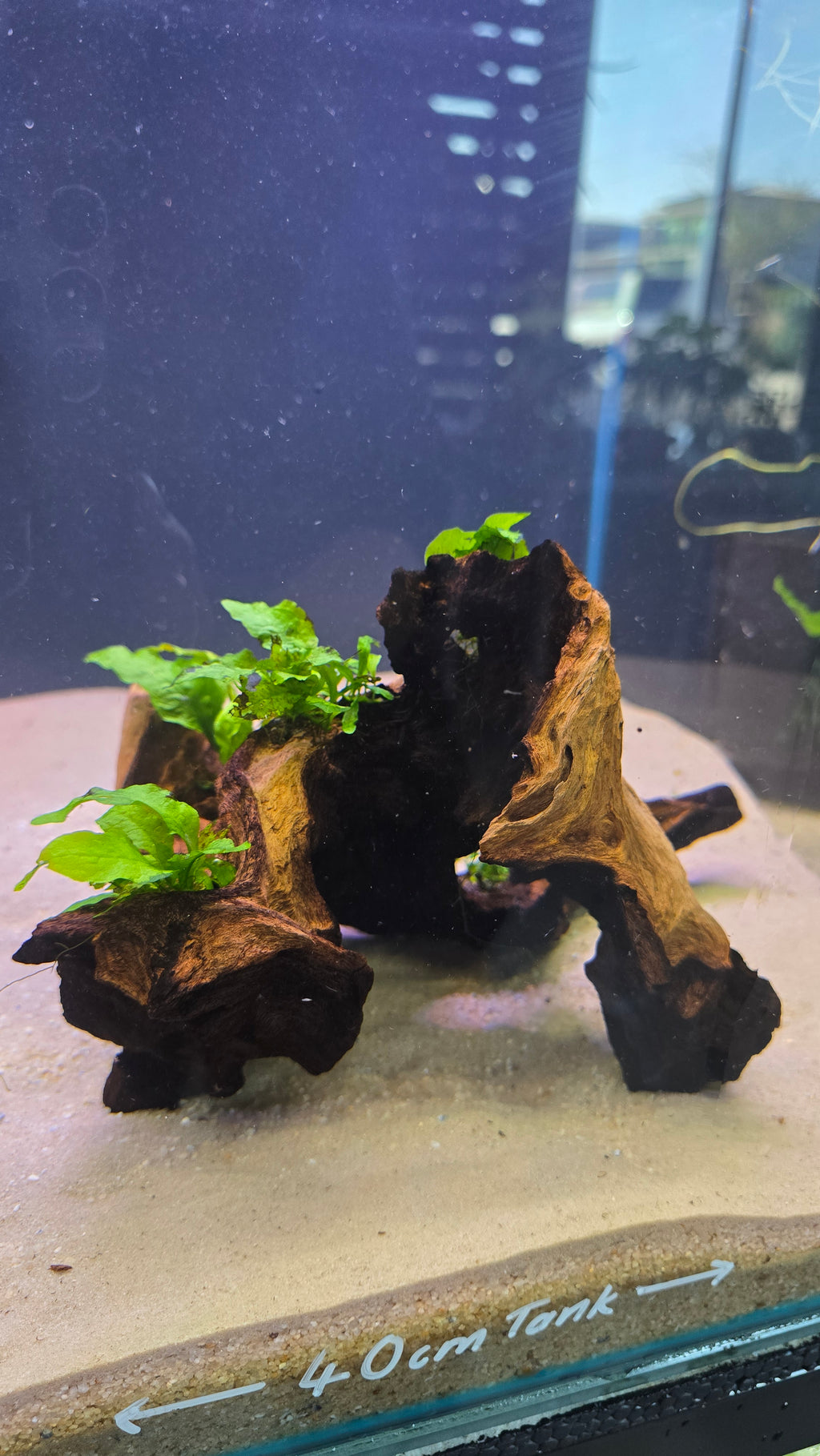 Hollow #02 (Mopani wood with Java fern)