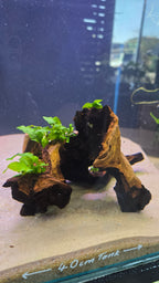 Hollow #02 (Mopani wood with Java fern)