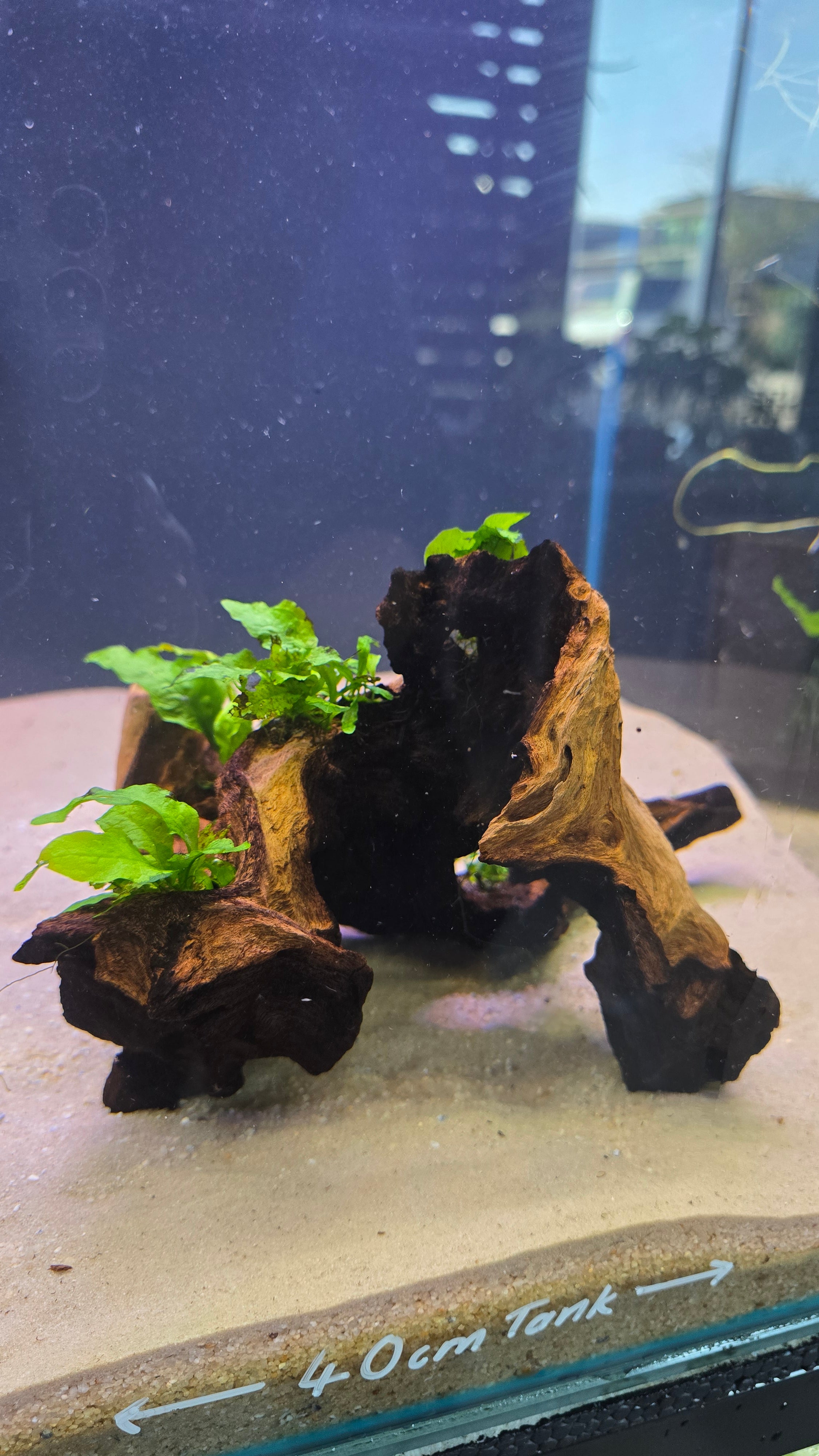 Hollow #02 (Mopani wood with Java fern)