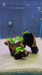 Hollow #02 (Mopani wood with Java fern)