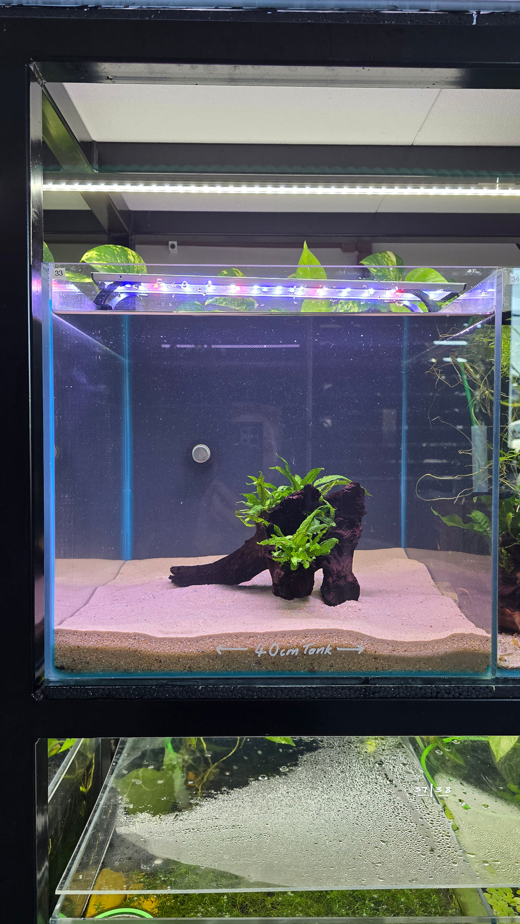HOLLOW #01 (MOPANI WOOD WITH JAVA FERN)