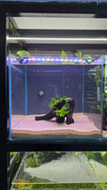 HOLLOW #01 (MOPANI WOOD WITH JAVA FERN)