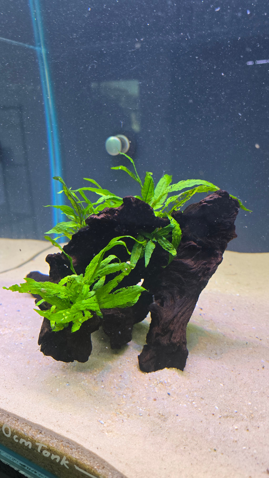 HOLLOW #01 (MOPANI WOOD WITH JAVA FERN)