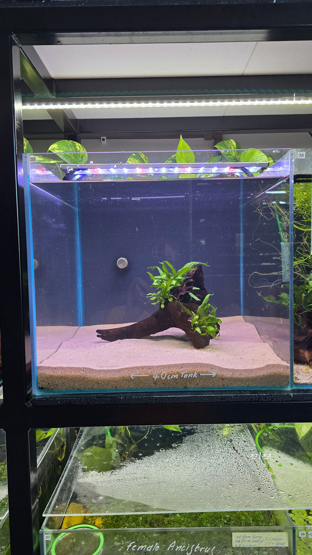 HOLLOW #01 (MOPANI WOOD WITH JAVA FERN)