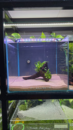 HOLLOW #01 (MOPANI WOOD WITH JAVA FERN)