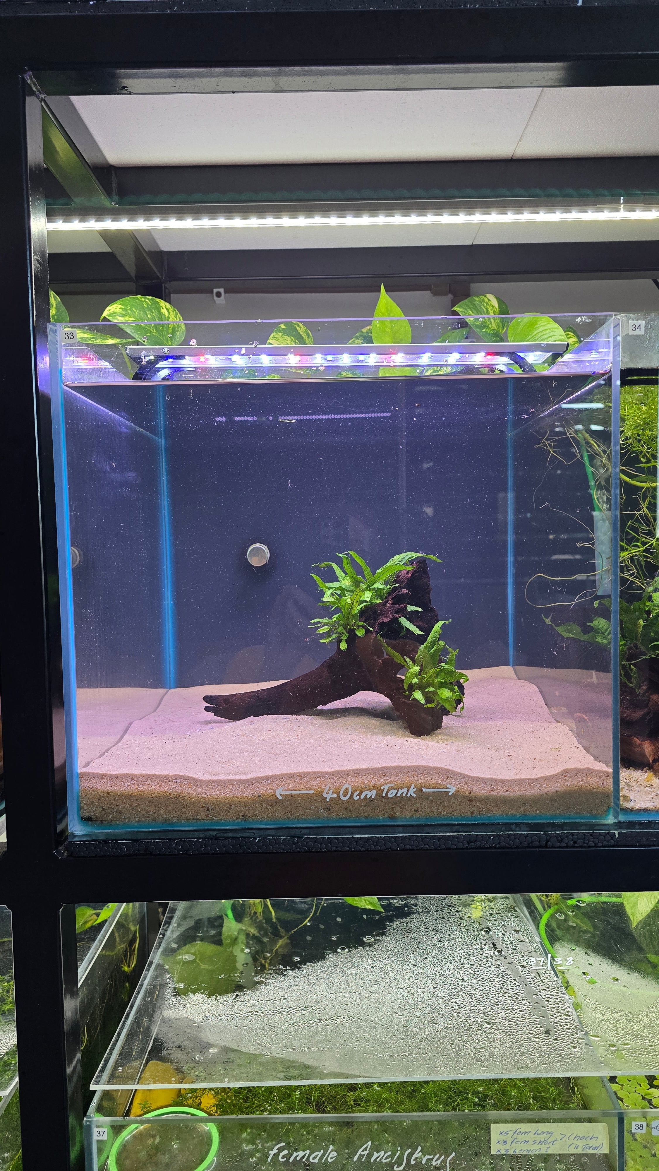 HOLLOW #01 (MOPANI WOOD WITH JAVA FERN)