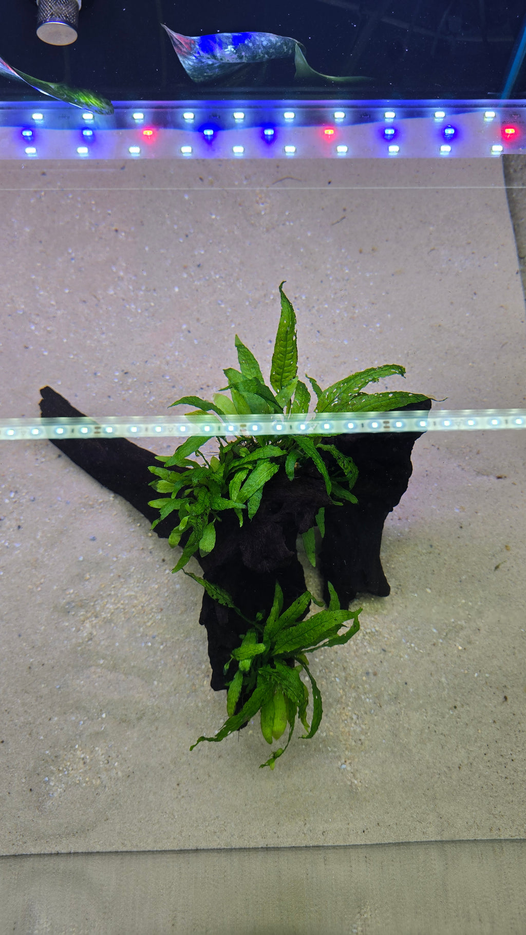 HOLLOW #01 (MOPANI WOOD WITH JAVA FERN)