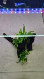 HOLLOW #01 (MOPANI WOOD WITH JAVA FERN)