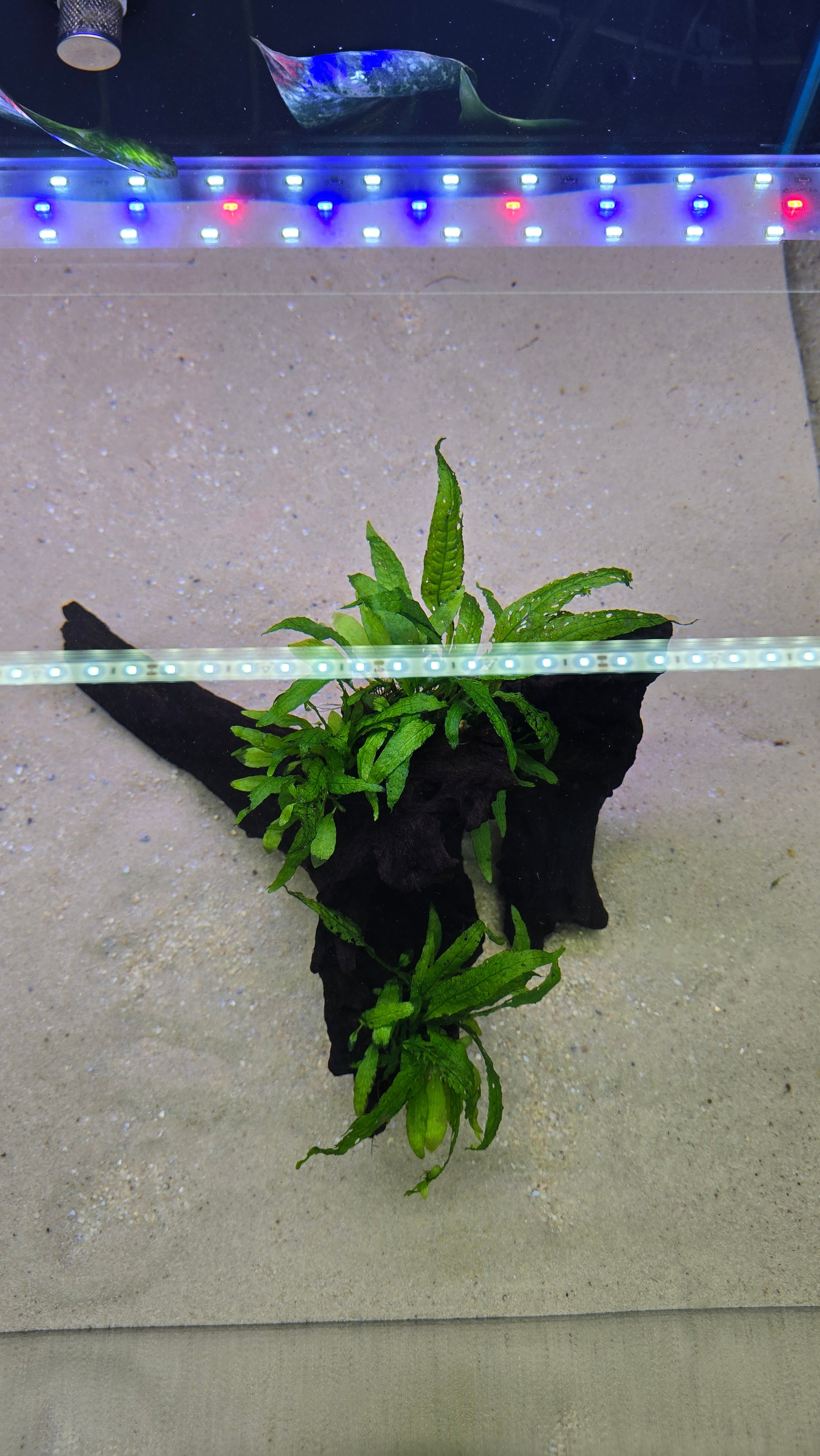 HOLLOW #01 (MOPANI WOOD WITH JAVA FERN)