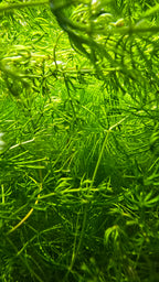 Hornwort