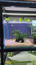 Island #02 (Mopani wood with Bolbitis)