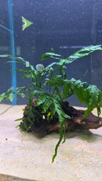 Island #01 (Mopani wood with Bolbitis)