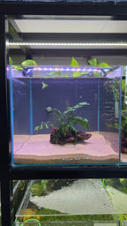 Island #01 (Mopani wood with Bolbitis)