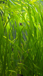 Jungle Vallisneria