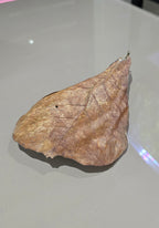 Indian Almond Leaves (Catappa Leaves)