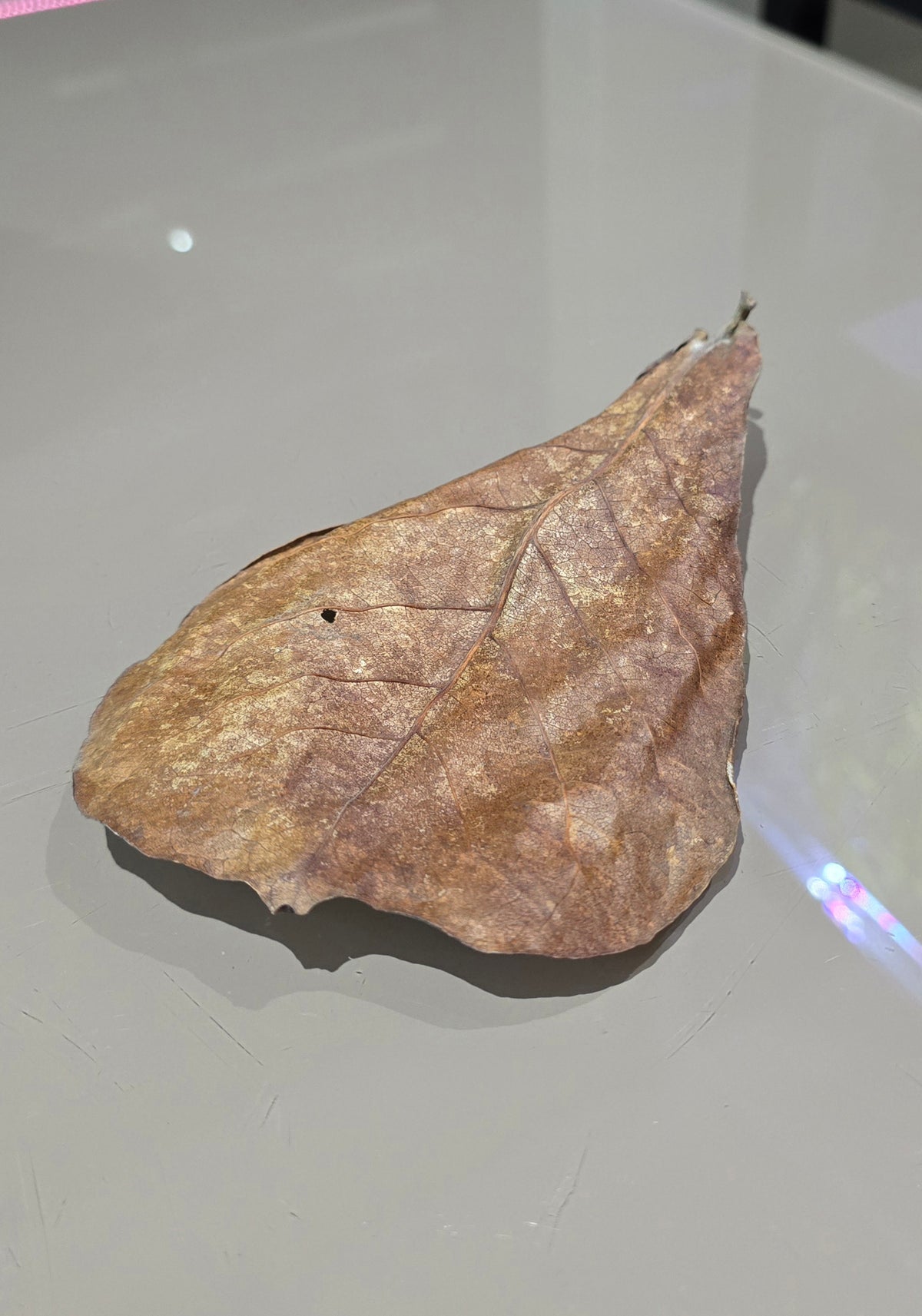 Indian Almond Leaves (Catappa Leaves)